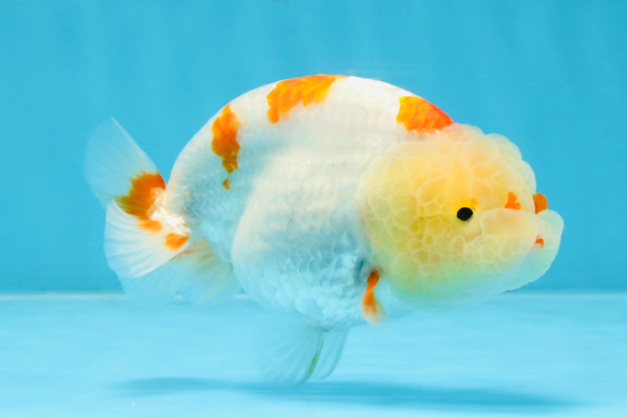 AAA Grade Pompom Kohaku LionQueen 4-4.5 inches #103125LC_19