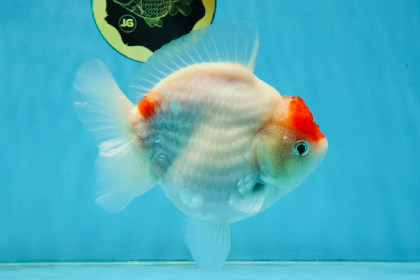 MARIO AAA Grade Red White Yuanbao Female 5 inches #121225YB_02