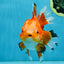 A Grade HAPPY Red White Oranda Female 5.5-6 inches #091925OR_11