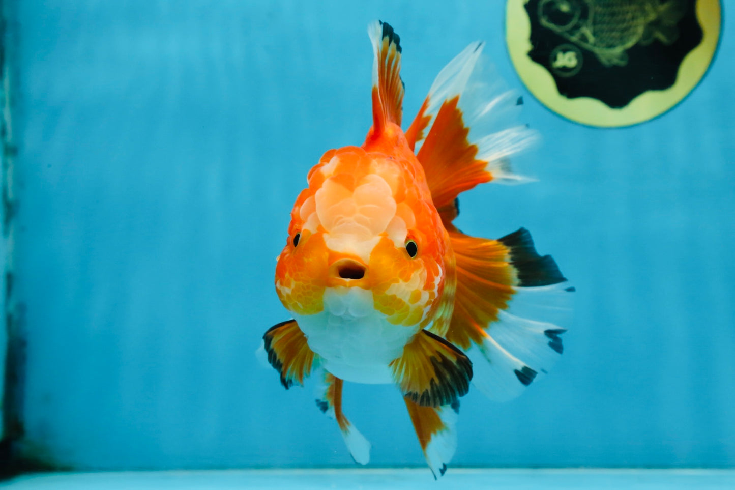 A Grade HAPPY Red White Oranda Female 5.5-6 inches #091925OR_11