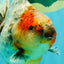 A Grade Kirin Oranda Female 5.5 inches #071726OR_16