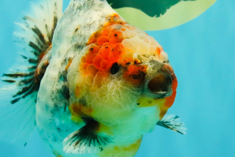 A Grade Kirin Oranda Female 5.5 inches #071726OR_16