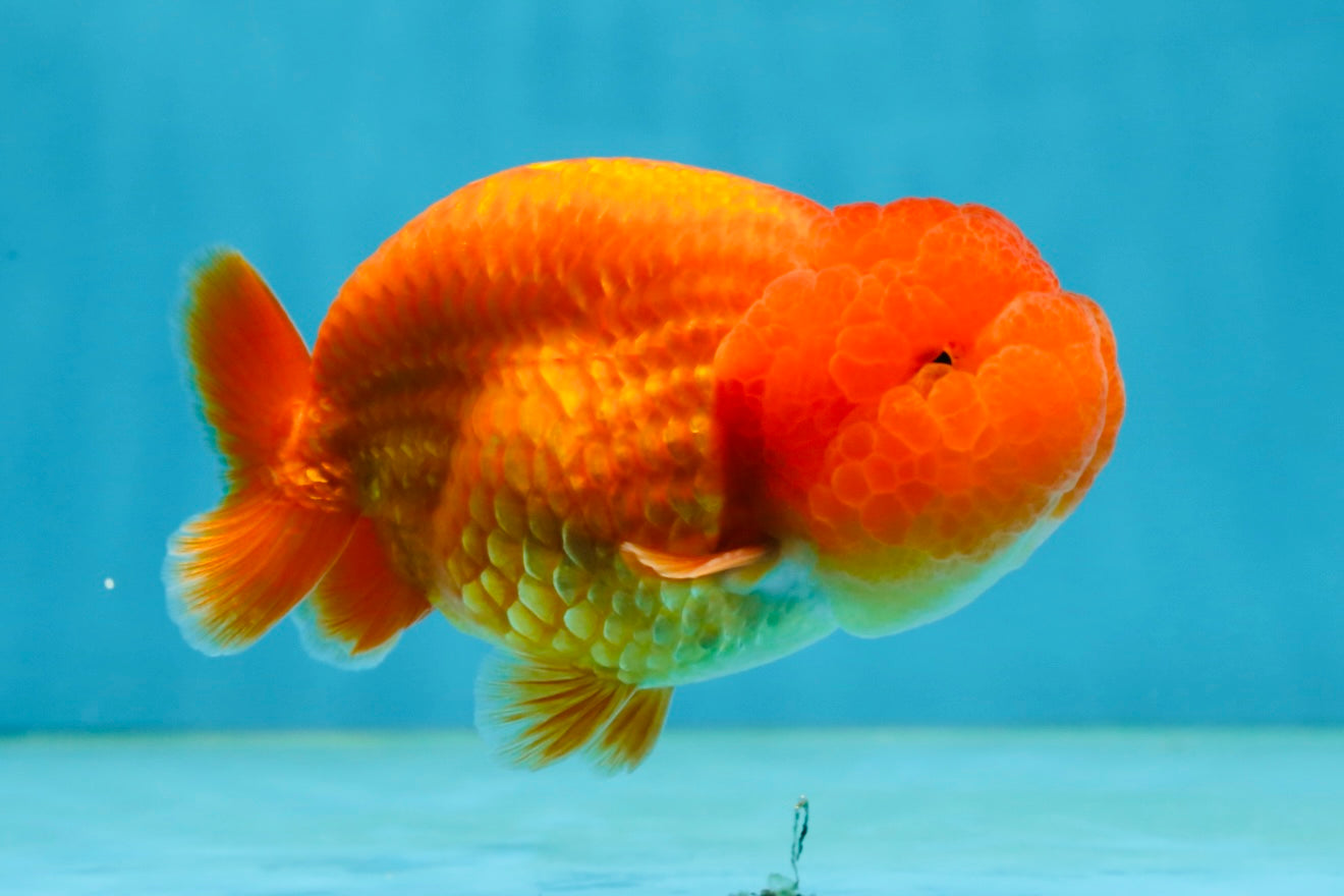 A Grade Solid Red LionKing 4 inches #062725LC_01