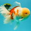 FLUFFY AAA Grade Jumbo Boradtail Red White Oranda Male 8.5 inches #072426OR_02