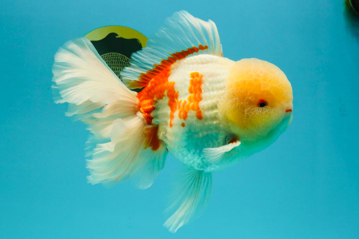 FLUFFY AAA Grade Jumbo Boradtail Red White Oranda Male 8.5 inches #072426OR_02