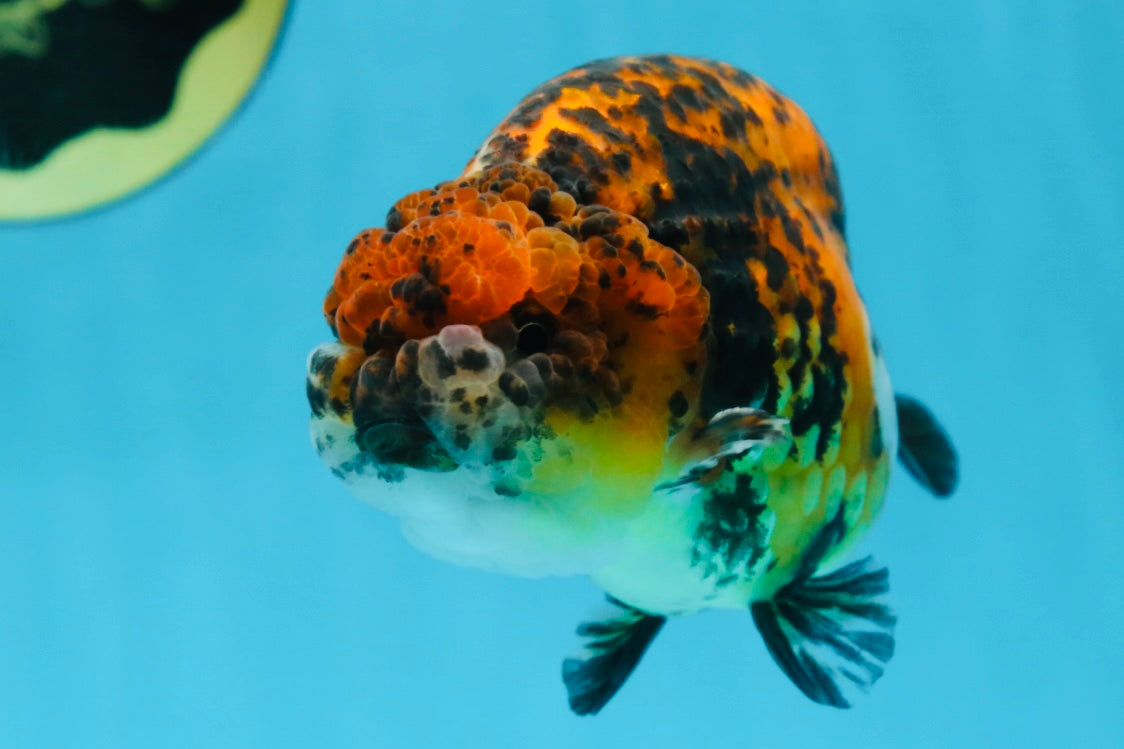 A Grade Speckle Beastie Calico Tiger LionKing 4.5-5 inches #062025LC_02