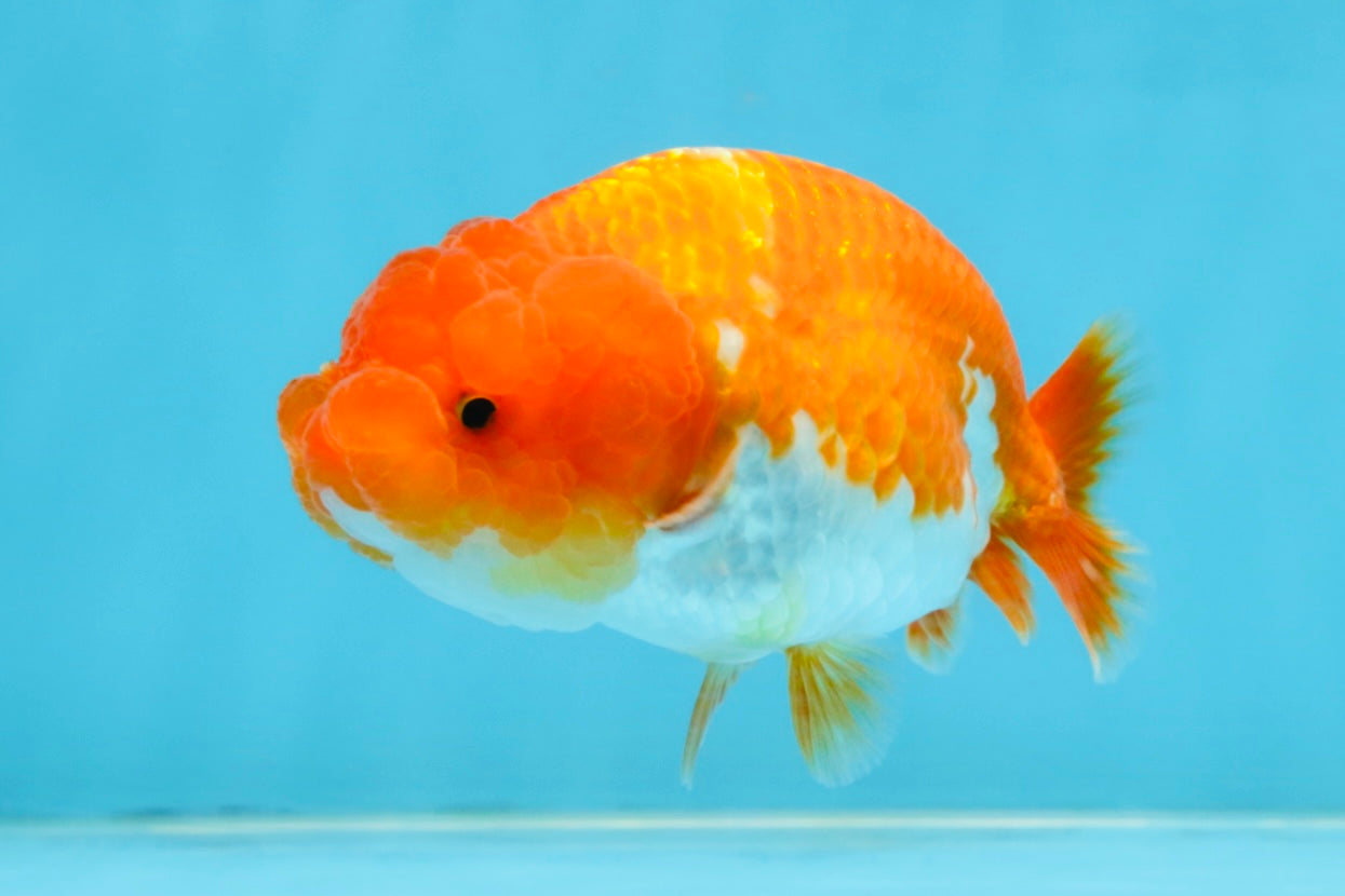 A Grade Red White LionQueen 4 inches #112125LC_14