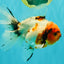 A Grade Sakura Oranda Male 6.5 inches #071726OR_24