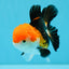 MARIO Tricolor Oranda Male 5-5.5 inches #041026OR_10