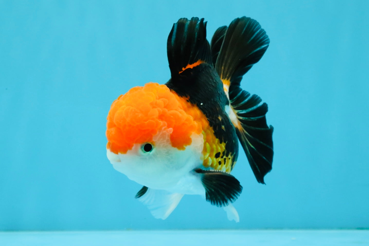 MARIO Tricolor Oranda Male 5-5.5 inches #041026OR_10