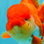 CHONKY AAA Grade Godzilla Red White Oranda Male 6.5-7 inches #022726OR_14
