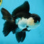 A Grade Young Panda Button Eyes Oranda Male 4.5-5 inches #061325_03