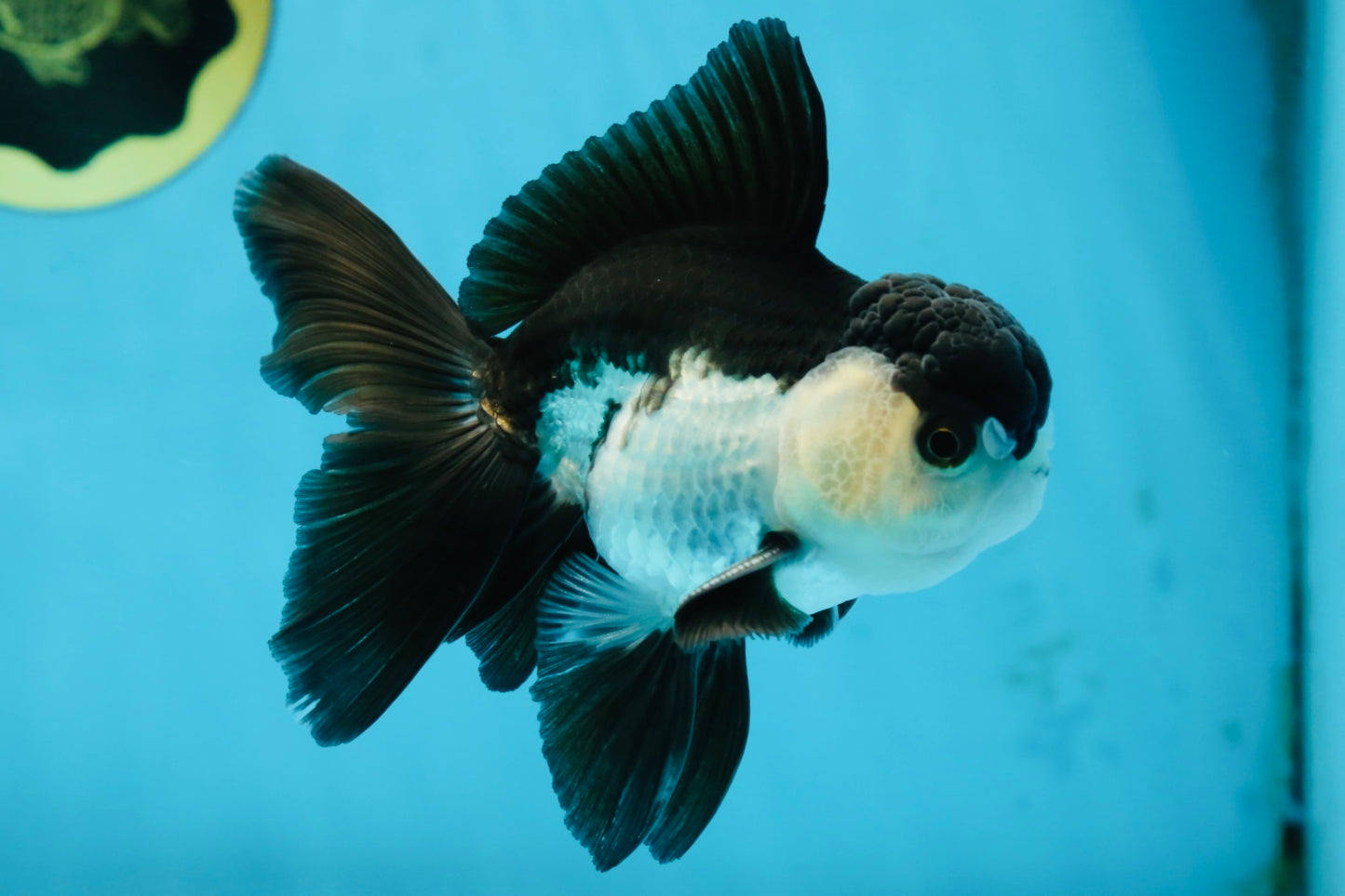 A Grade Young Panda Button Eyes Oranda Male 4.5-5 inches #061325_03