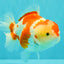 A Grade Red White Yuanbao Female 6 inches #101626YB_30