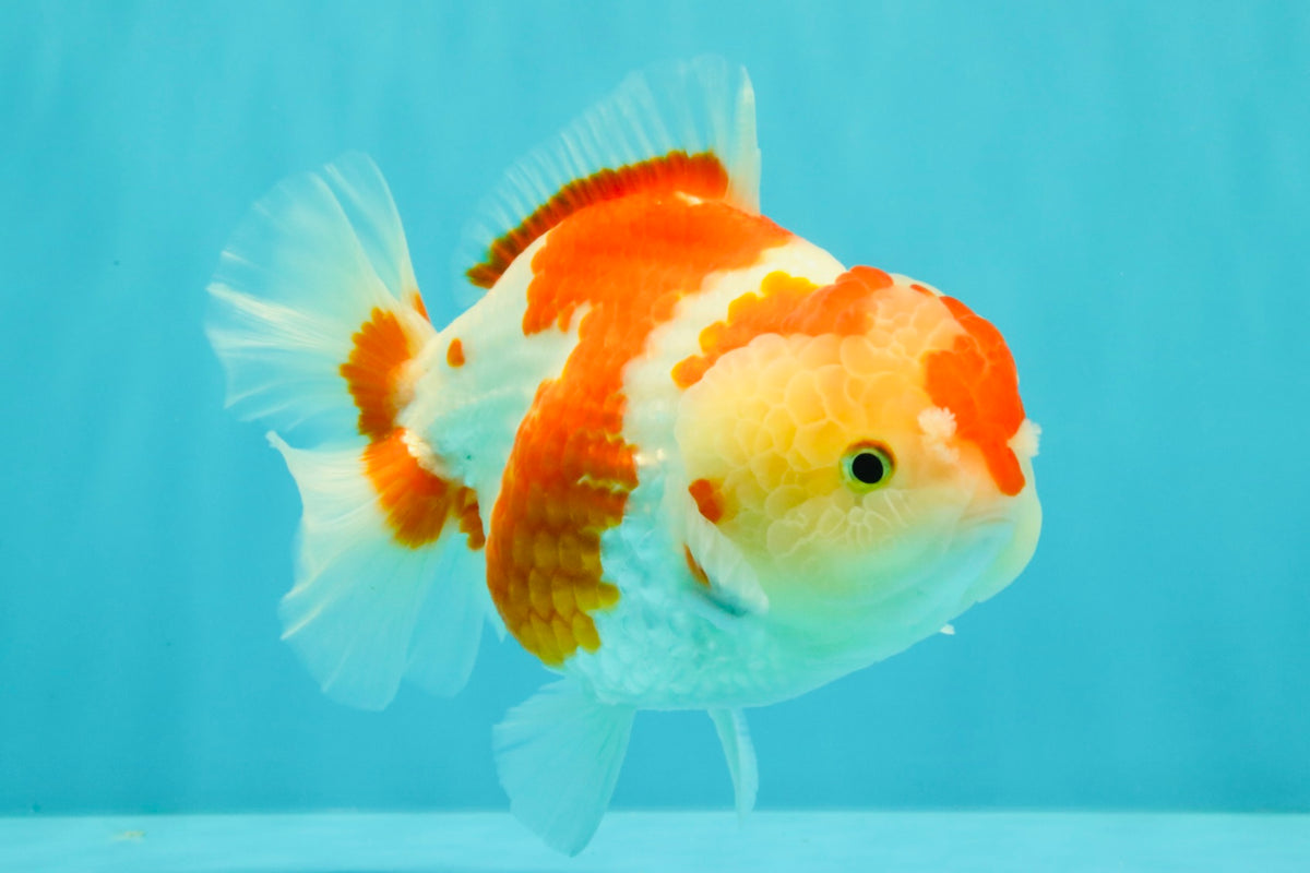 A Grade Red White Yuanbao Female 6 inches #101626YB_30