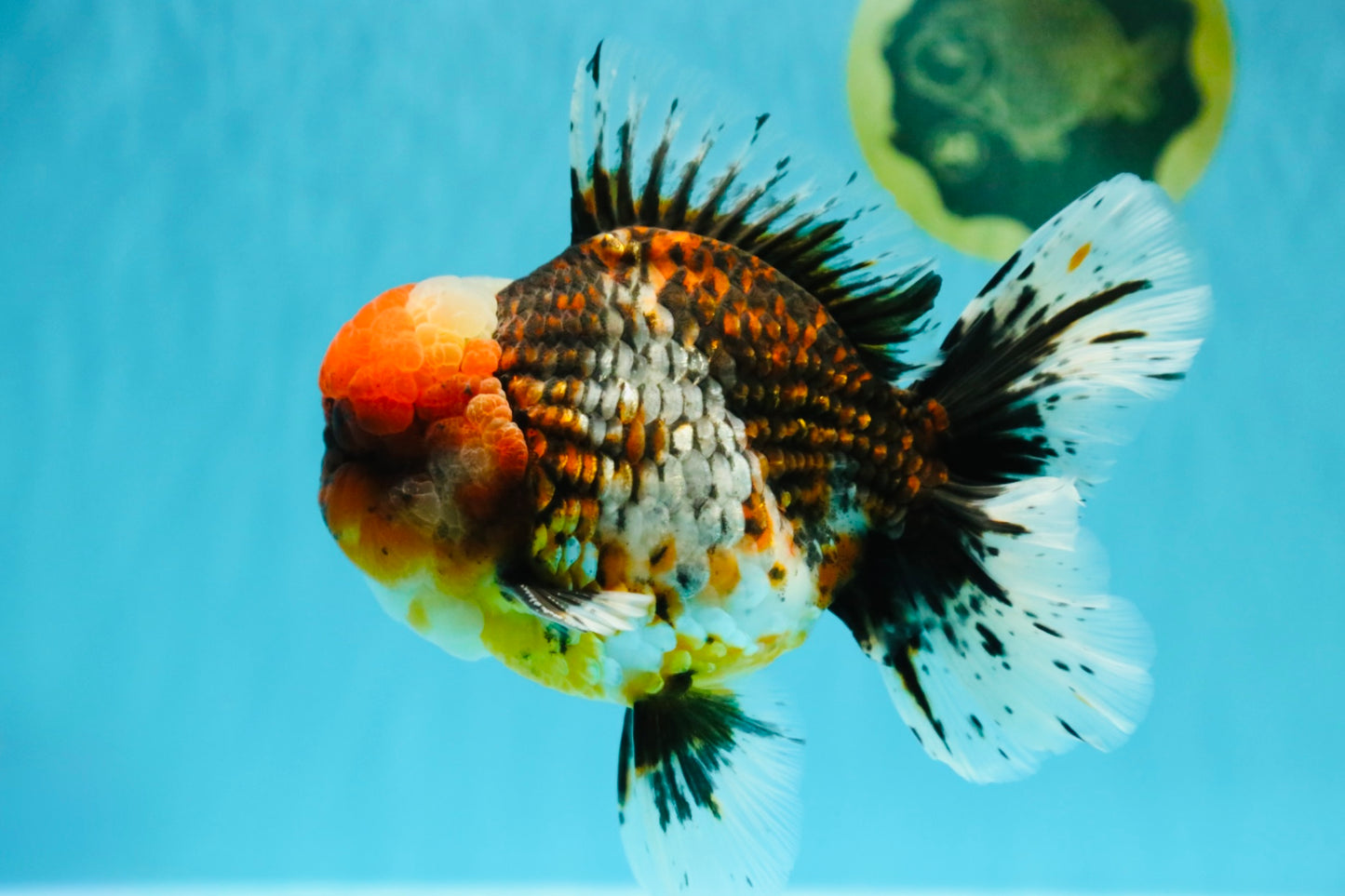 GIANT SUPER AAA Grade Godzilla Kirin Calico Oranda Male 6.5-7 inches #030626OR_06