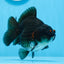 A Grade Pom Pom Black Yuanbao Male 4.5 inches #0706YB_18