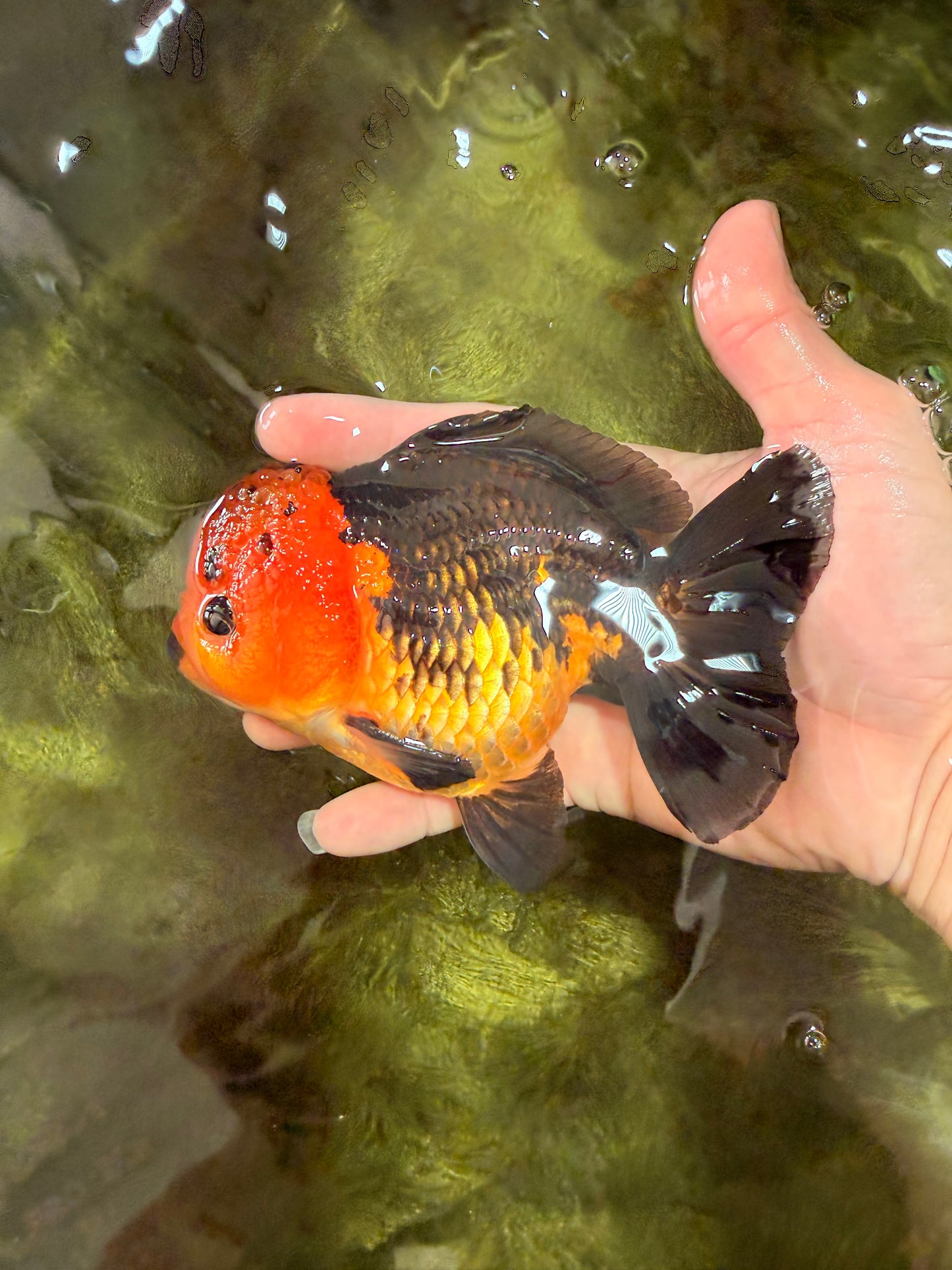 SPECIAL A Grade Apache Yuanbao Male 5-5.5 inches #051526YB_11