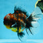 AAA Grade JUMBO Godzilla Kirin Oranda Female 6.5-7 inches #090525OR_11