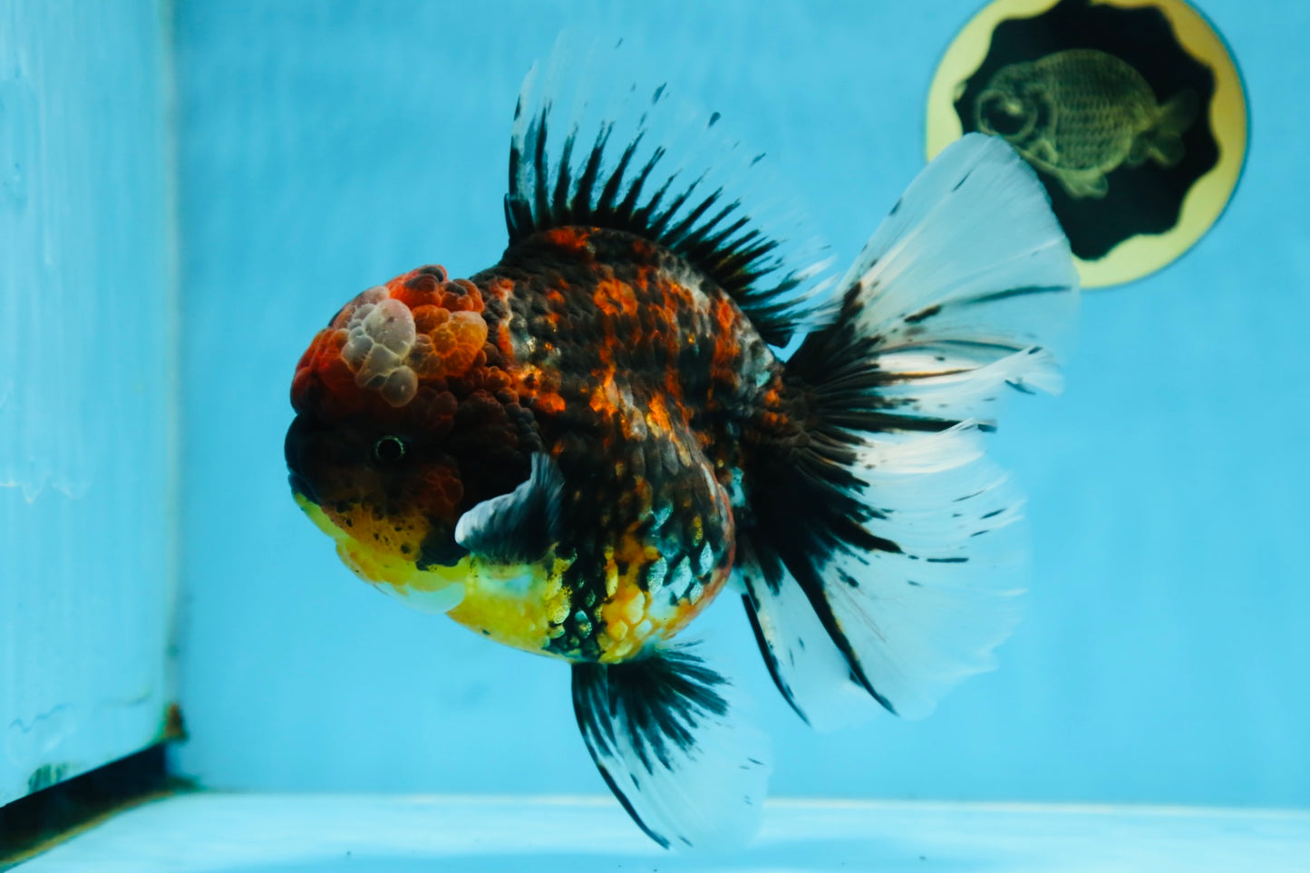 AAA Grade JUMBO Godzilla Kirin Oranda Female 6.5-7 inches #090525OR_11