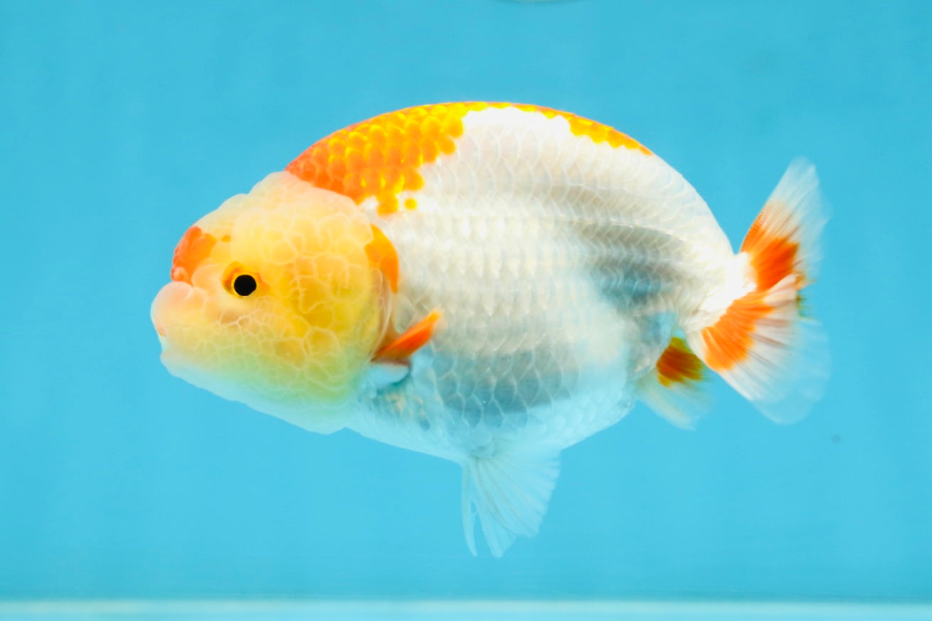 AAA Grade Young Red White Kohaku LionQueen 4 inches #101025LC_07