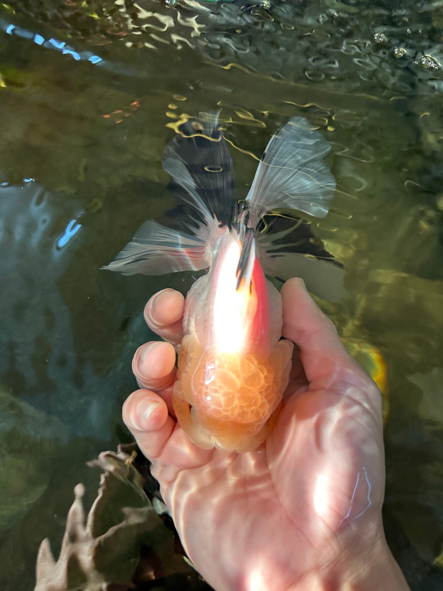 A Grade Fluffy Wen Panda Oranda Female 5-5.5 inches #110824OR_03