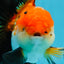 AAA Grade Tricolor Oranda Male 4.5-5 inches #0920OR_19