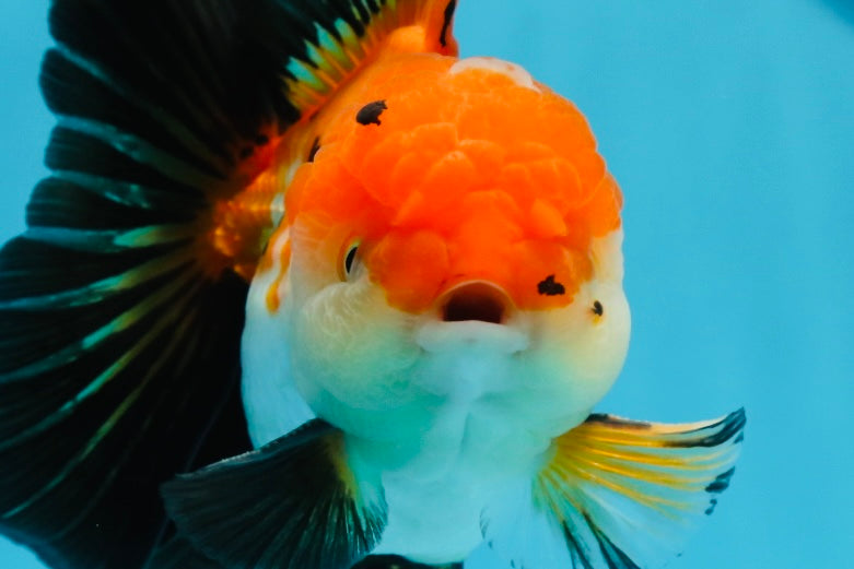 Oranda macho tricolor de grado AAA de 4,5 a 5 pulgadas n.º 0920OR_19