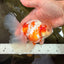A Grade Lipstick Kohaku Red White Oranda Male 5.5 inches #102326OR_19