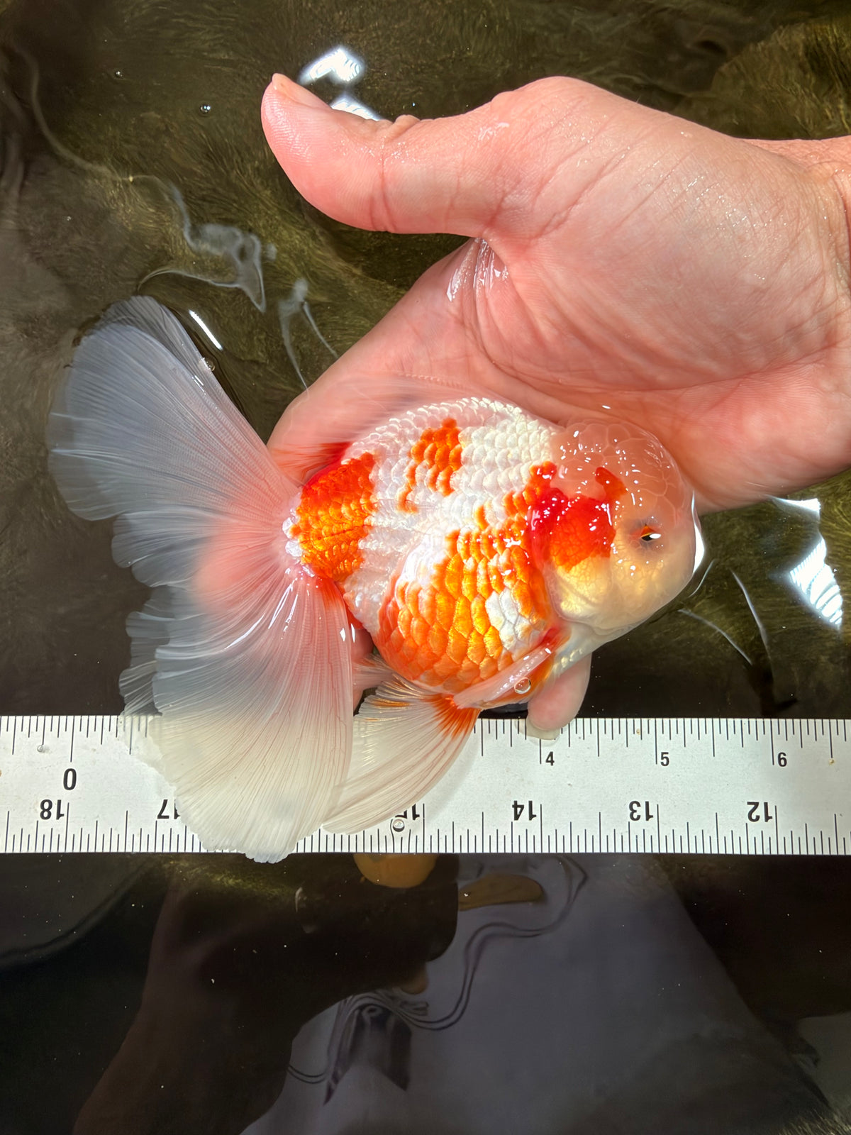 A Grade Lipstick Kohaku Red White Oranda Male 5.5 inches #102326OR_19