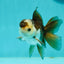 Panda Oranda Male 3.5-4 inches #1018OR_16