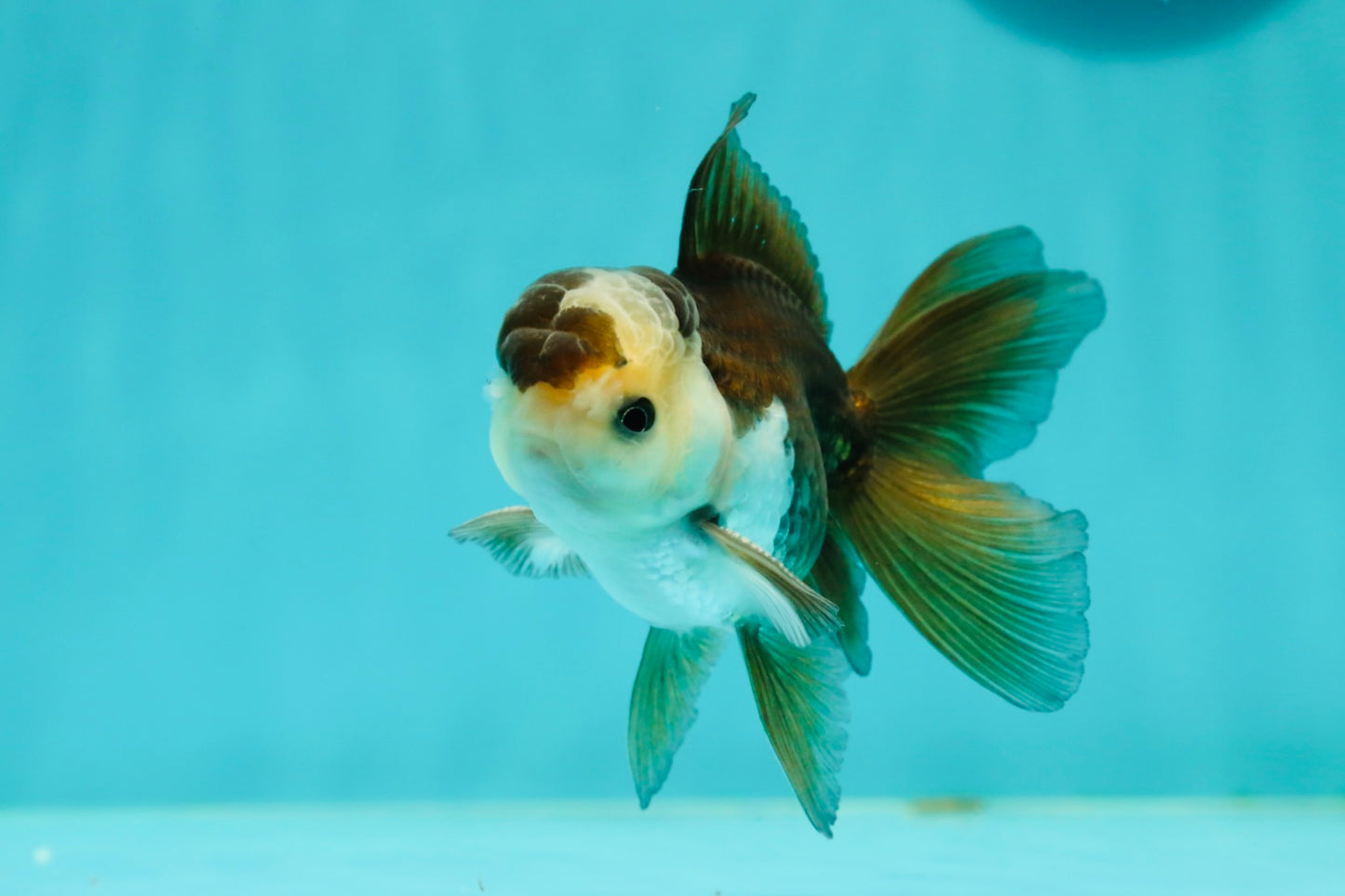 Panda Oranda Male 3.5-4 inches #1018OR_16