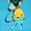 ADRORABLE Lemonhead Oranda Female 5-5.5 inches #091225OR_18