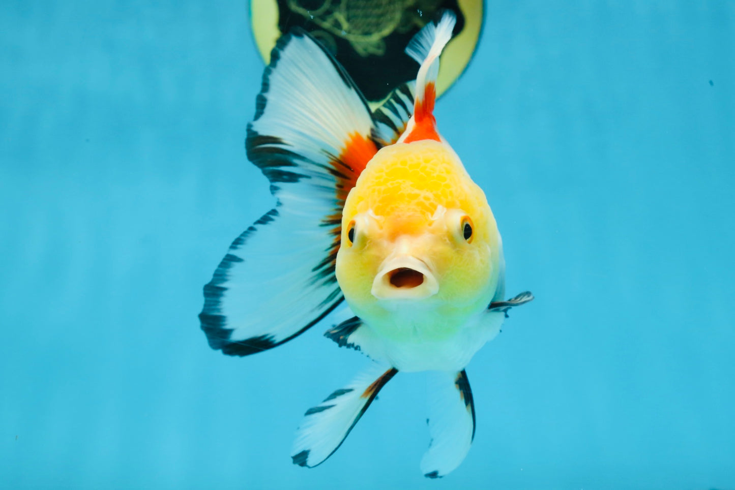 ADRORABLE Lemonhead Oranda Female 5-5.5 inches #091225OR_18