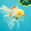 A Grade Red White Oranda Male 5.5 inches #062626OR_36
