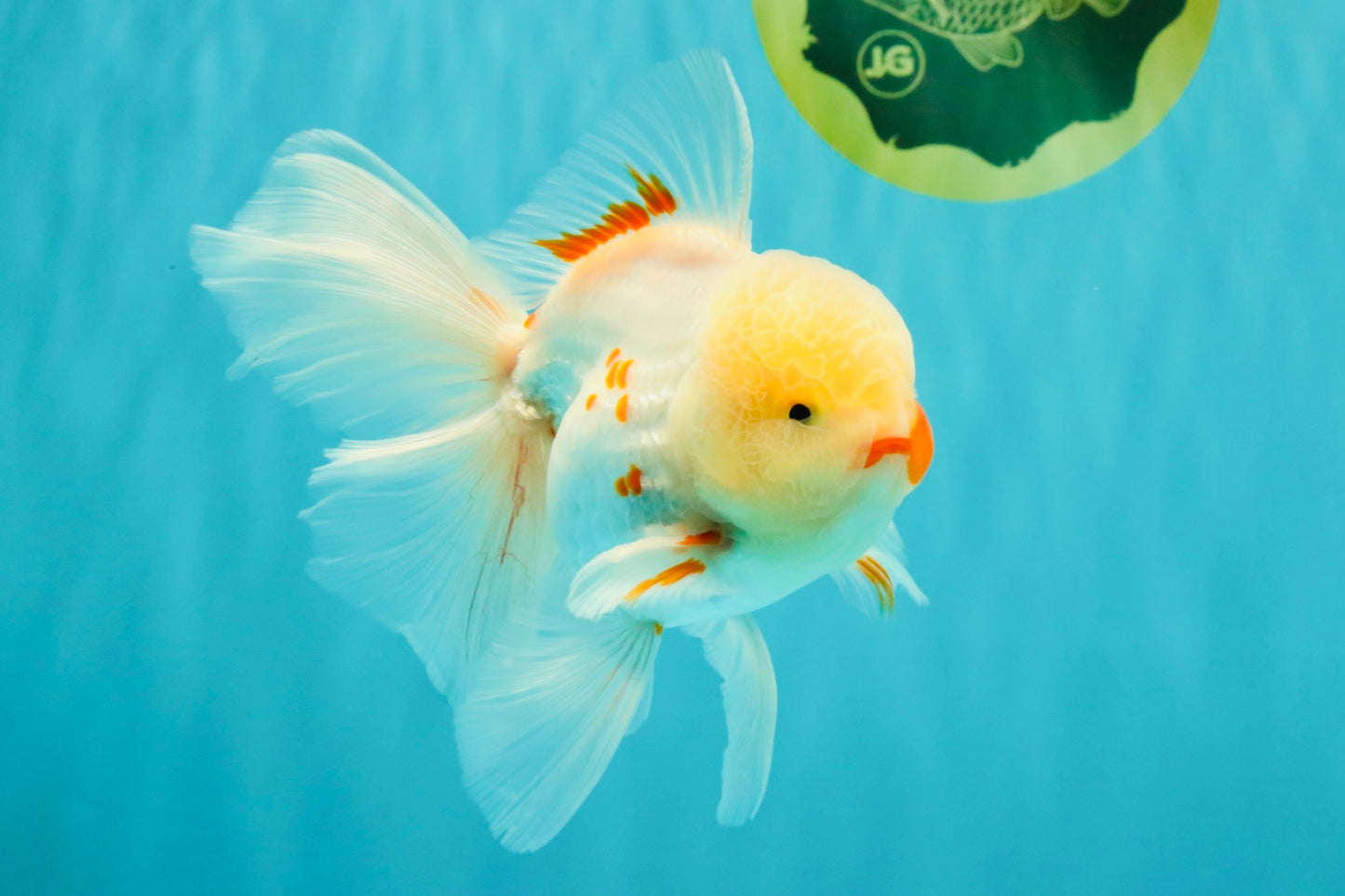 A Grade Red White Oranda Male 5.5 inches #062626OR_36