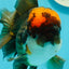 A Grade Lava Head Tricolor Oranda Male 5.5-6 inches #110124OR_18