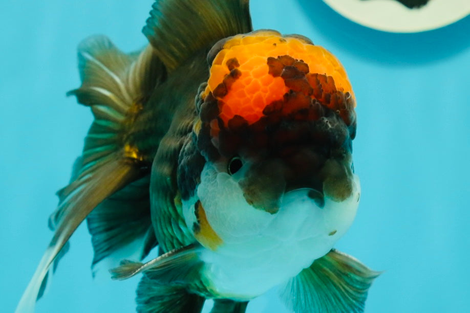 A Grade Lava Head Tricolor Oranda Male 5.5-6 inches #110124OR_18