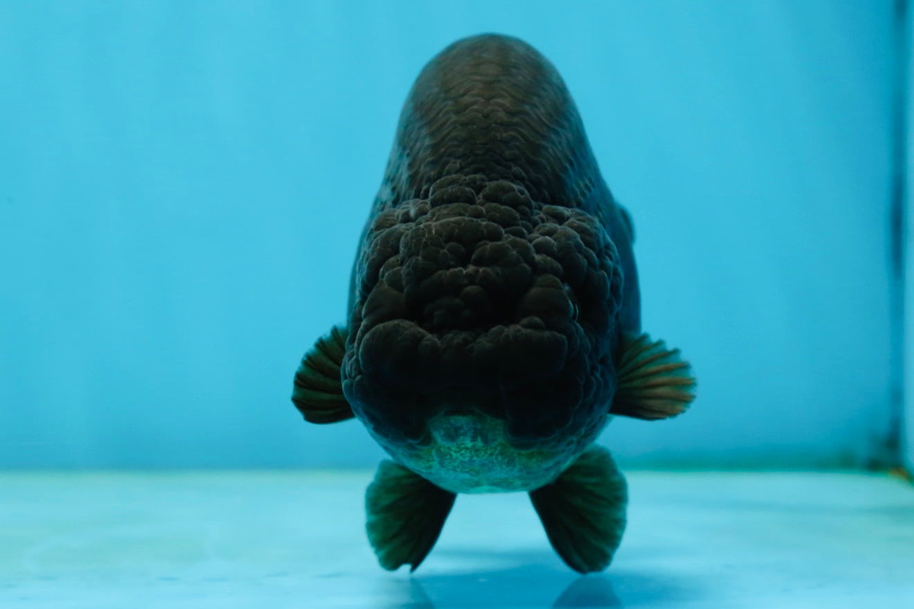 AAA Grade Black LionQueen 5 inches #062725LC_05