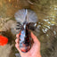 AAA Grade Special Sanke Calico Oranda Female 7 inches #071726OR_04