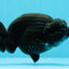 AAA Grade Black Godzilla LionKing 4.5-5 inches #0503LC_22