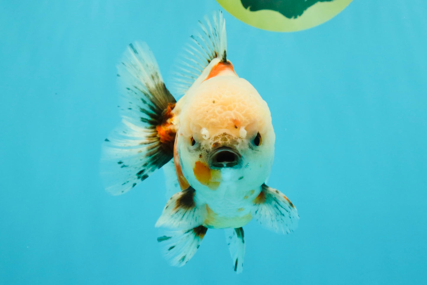 A Grade Sakura Yuanbao Male 5.5 inches #032026YB_23