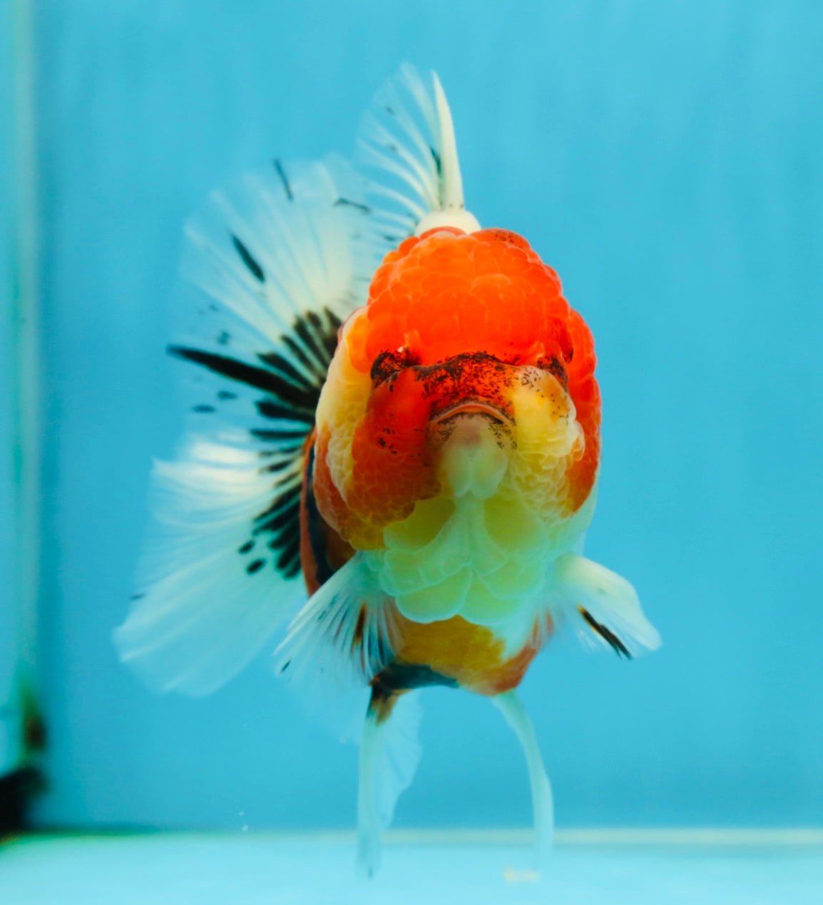 AAA Grade Sakura Oranda Female 5 inches #050925OR_47