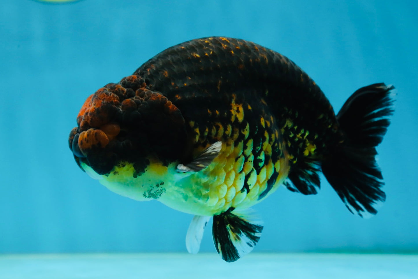 A Grade Kirin Ranchu Male 5 inches #062725LC_03