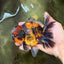 CHUNKY AAA Grade Tiger Oranda Male 5.5 inches #082826OR_07
