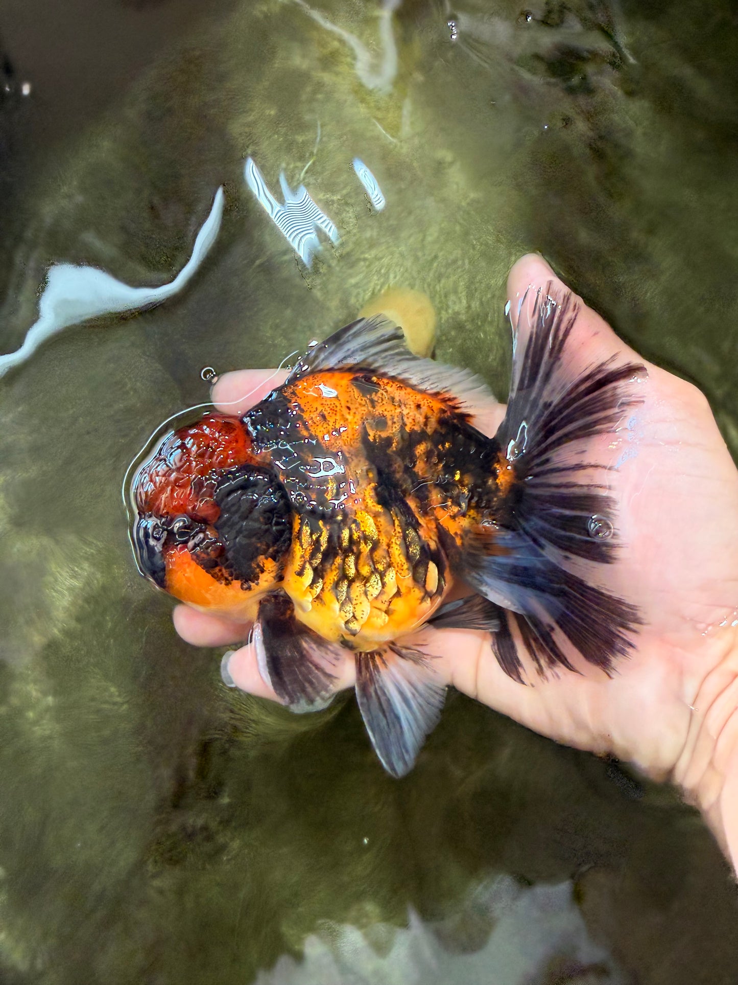 CHUNKY AAA Grade Tiger Oranda Male 5.5 inches #082826OR_07