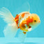A Grade Lipstick Kohaku Red White Oranda Male 5.5 inches #102326OR_19