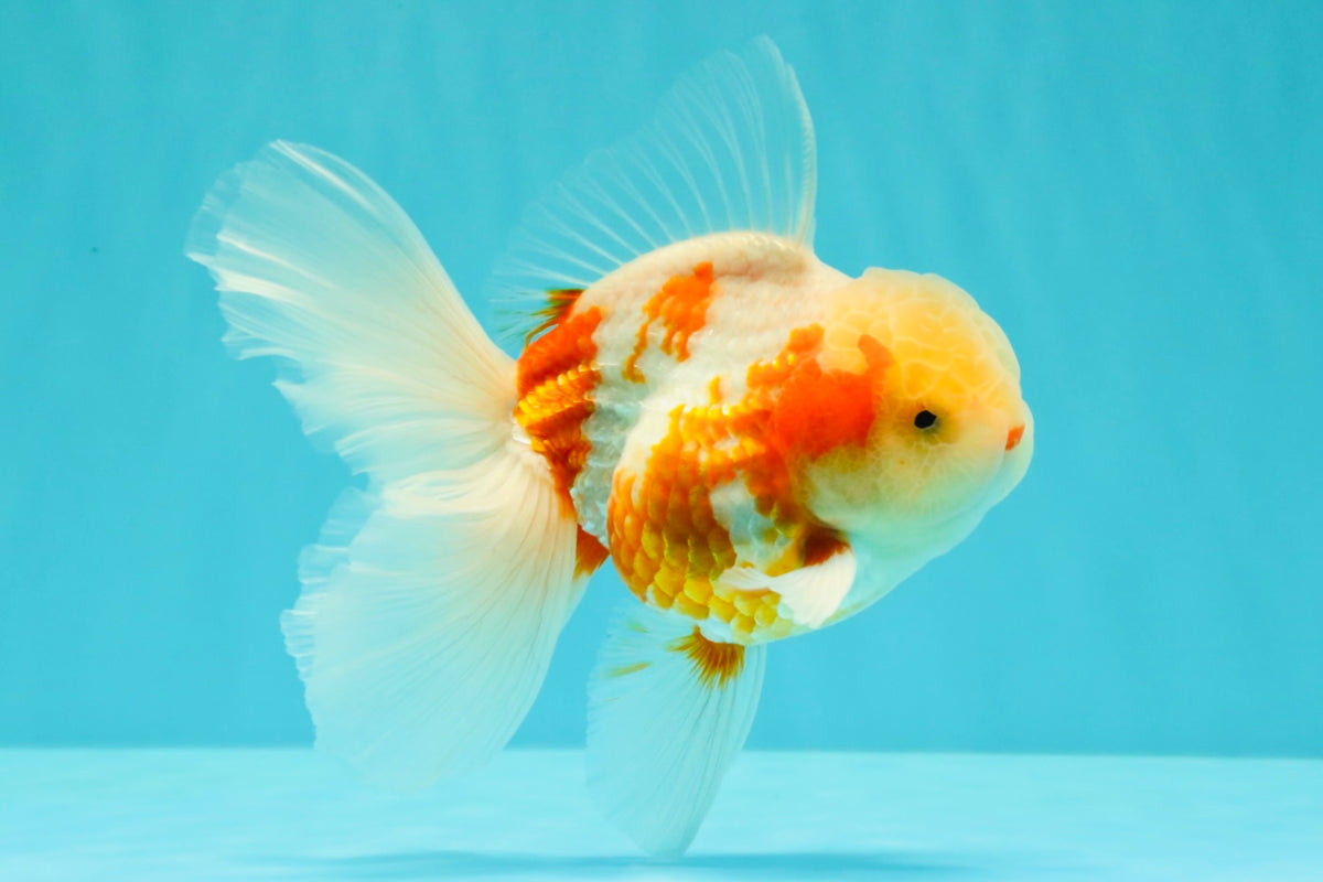 A Grade Lipstick Kohaku Red White Oranda Male 5.5 inches #102326OR_19