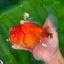 A Grade Cherry Sakura Oranda Mâle 6 pouces #0726OR_06