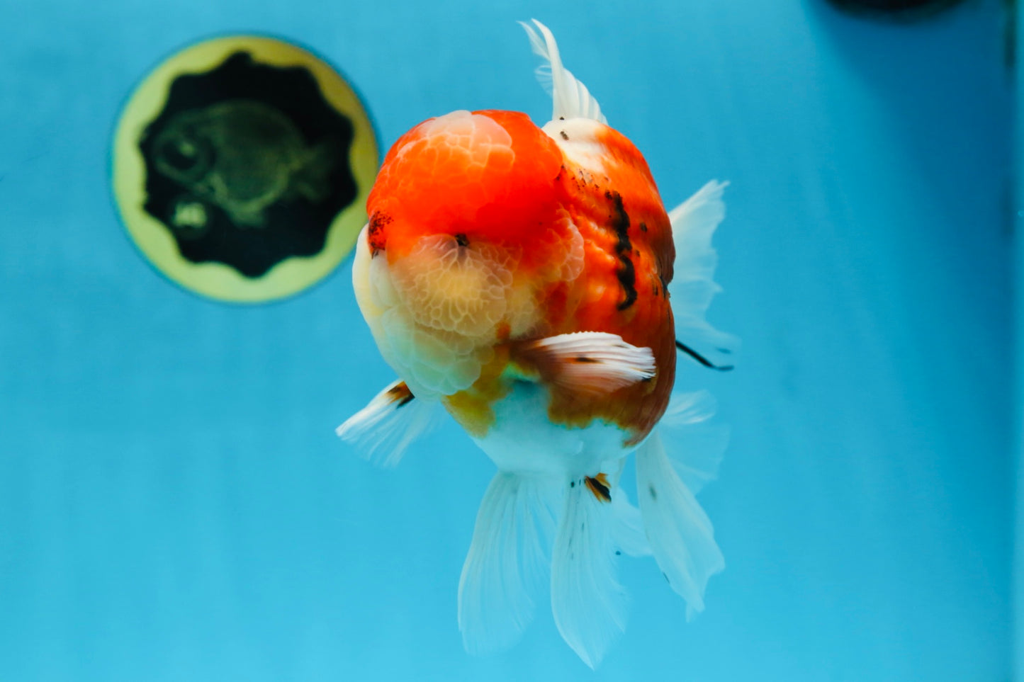 AAA Grade Godzilla Sakura Oranda Male 5.5 inches #080125OR_10
